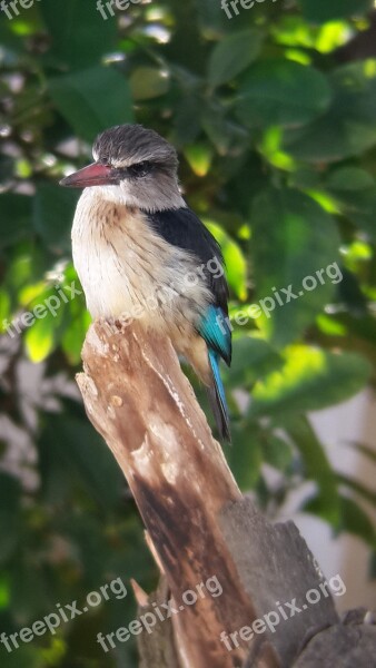 Kingfisher Bird Nature Animal Wildlife