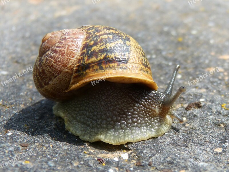 Snail Gastropod Molluscum Shell Cargol Bover