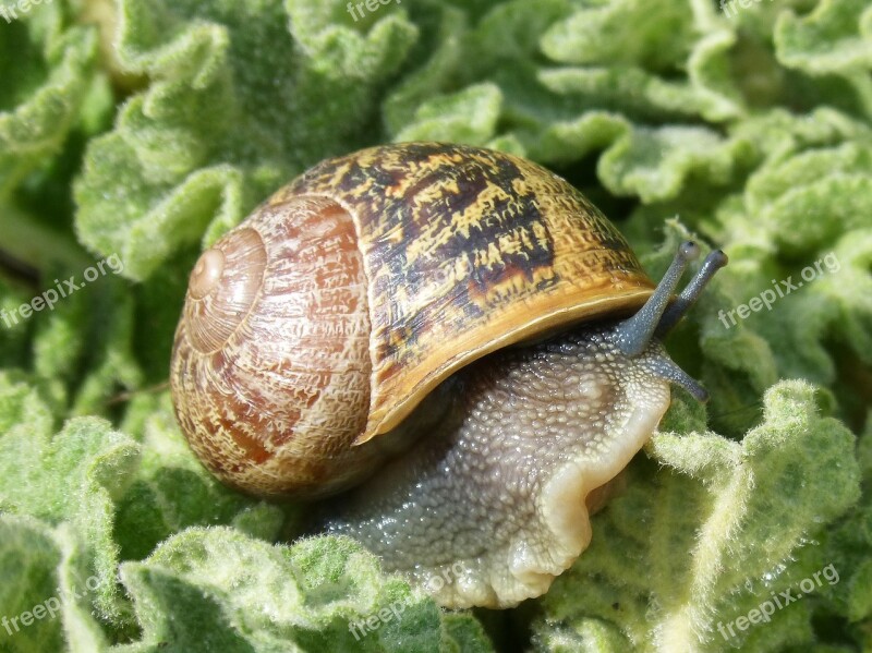 Snail Gastropod Molluscum Shell Cargol Bover