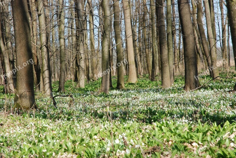 Spring Aspect Floodplain Forest Snowdrops Snowdrop Spring