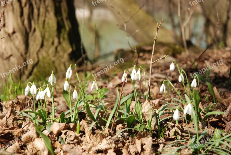 Snowdrops Floodplain Forest Spring Flowers Free Photos