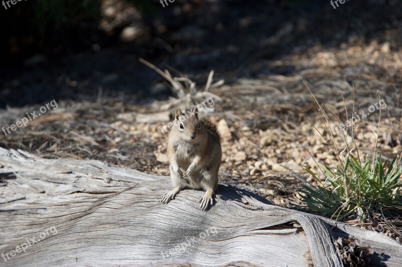 Chipmunk Nature Animals Cute Small Animals