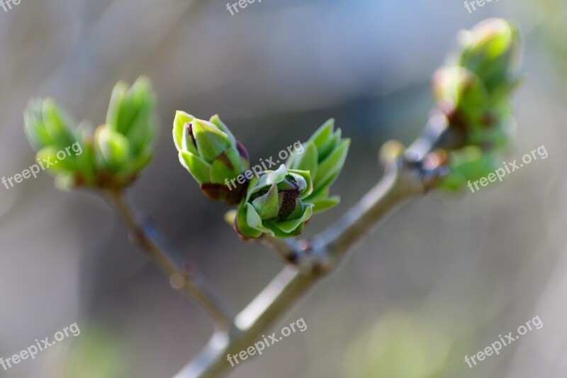 Spring Bud Tree Nature Shoots