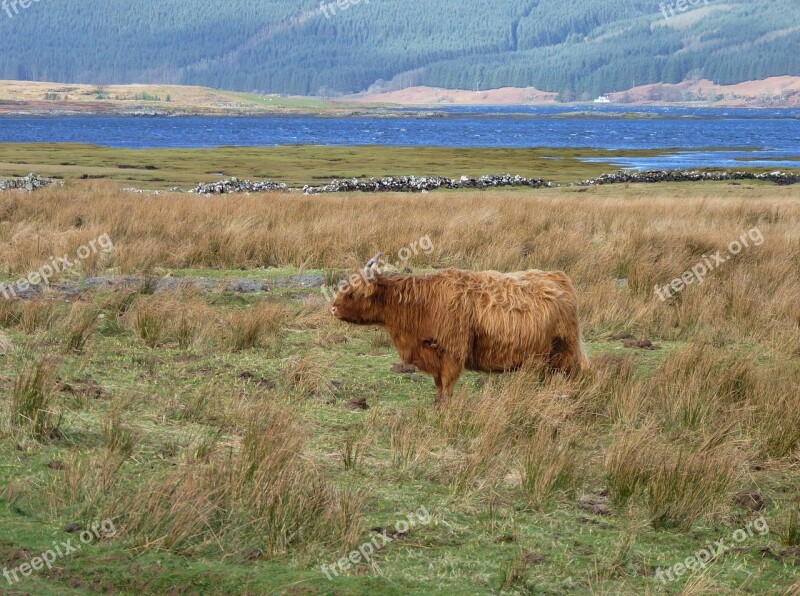 Highland Beef Scotland Beef Cow Shaggy