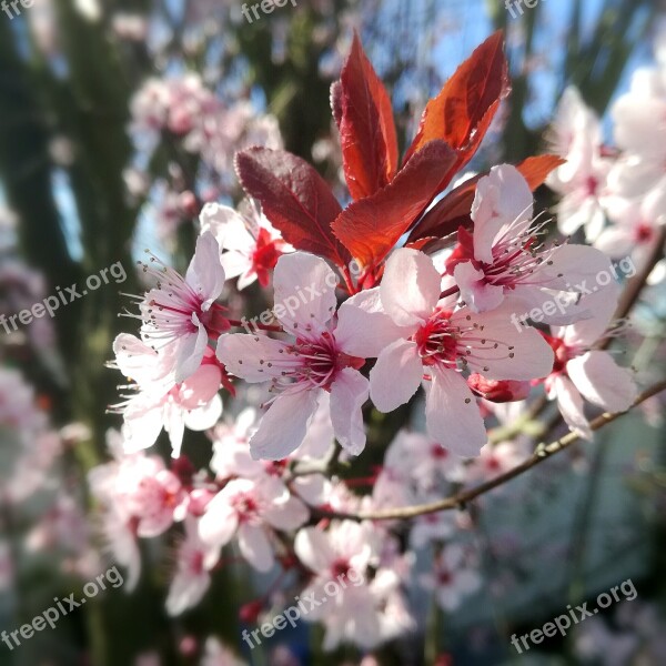 Cherry Blossom Cherry Cherry Sheet Cherry Tree Cherry Branch