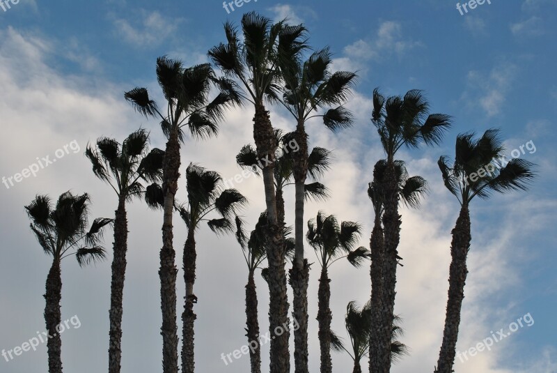 Palm Tree Palm Grove Sky Dates Clouds