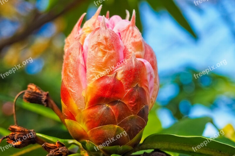 Tree Blossom Bloom Red Spring