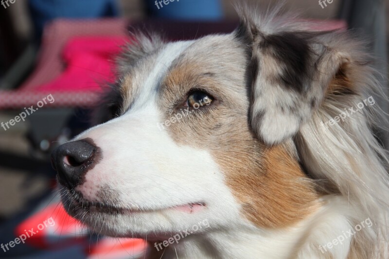 Australian Shepherd Dog Mini Shepherd Herding Dog Three Coloured