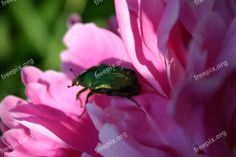 Beetle Nature Animal Aurata Bugs