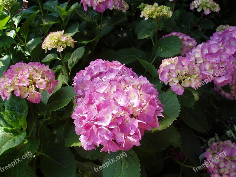 Hydrangea June Flower Japan Flower Natural