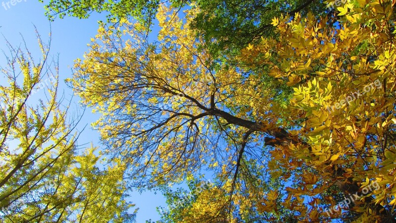 Ash Autumn Golden Yellow Honglingjin Park Free Photos