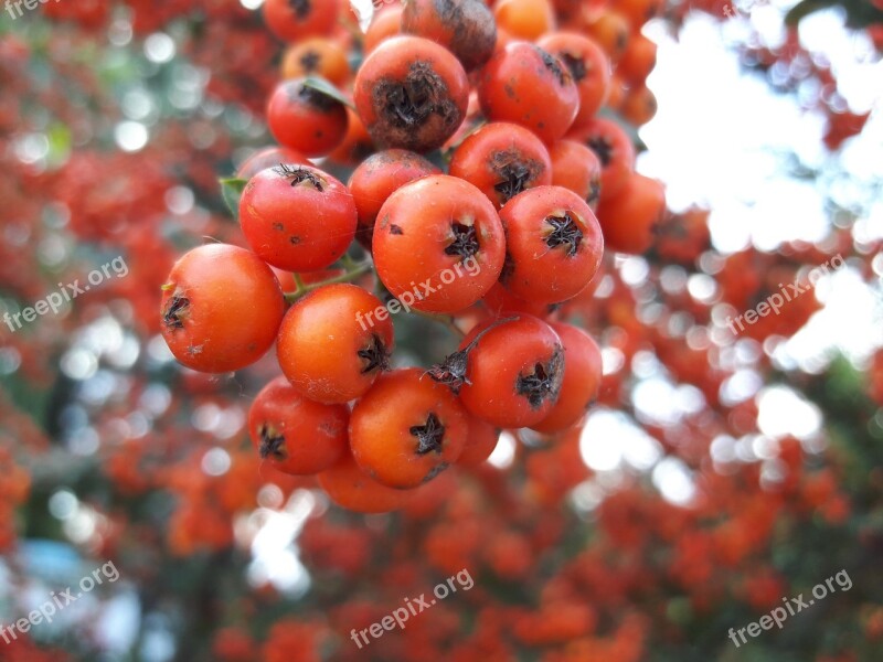 Wild Hawthorn Red Orange Pink Tree