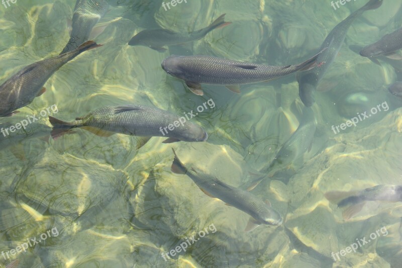 Fish Water Clear Nature Natural Aquarium