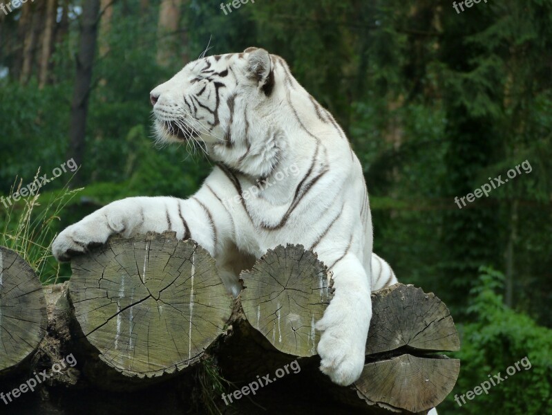 Tiger Big Cat Wildcat White Tiger White