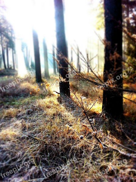 Forest Sunbeam Winter Backlighting Light Beam