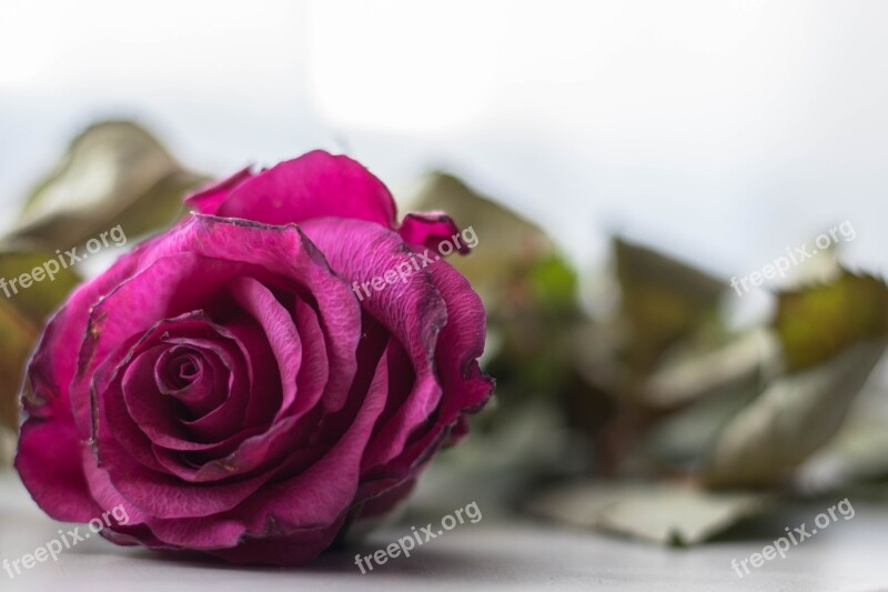 Rose Dying Flower Love Symbolic