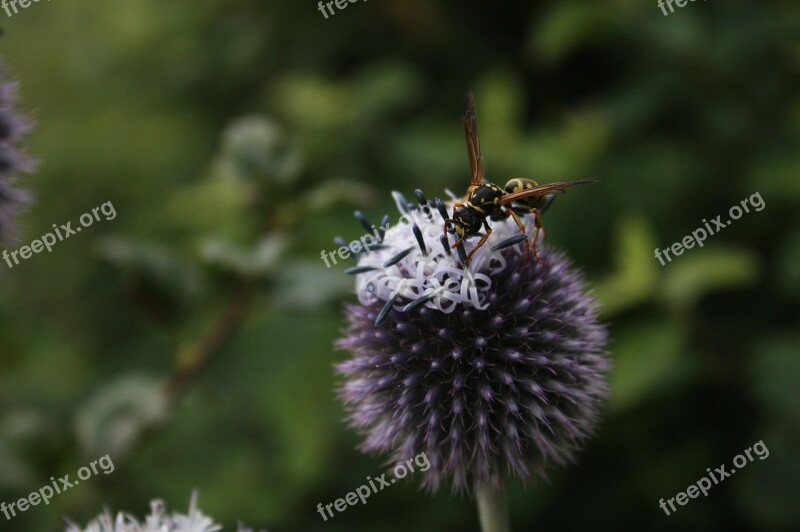 Wasp Insect Summer Field Wasp Animal