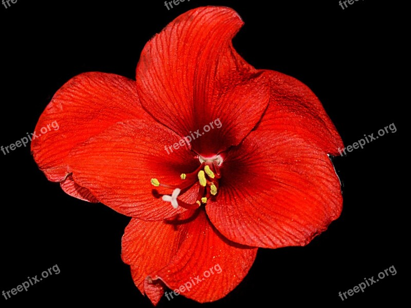 Amaryllis Red Blossom Bloom Black Background