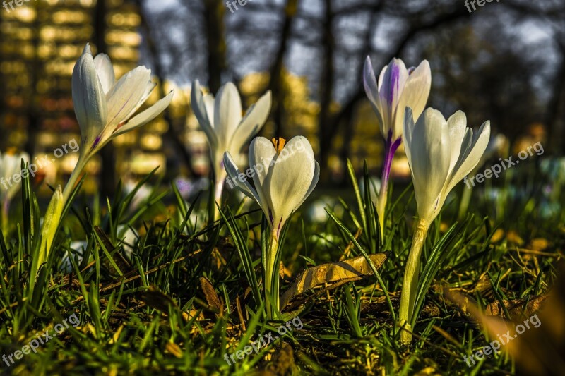 Crocus Spring Flower Nature Garden