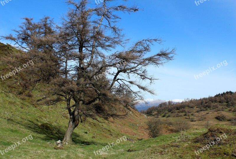 Tree Mountain Snow Spring Landscape