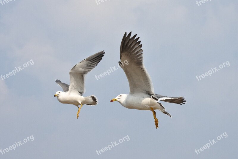 Animal Sky Sea Gull Seagull Seabird