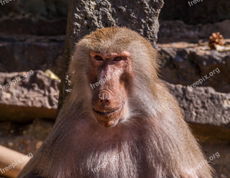 Monkey Zoo Coziness Animals Free Photos