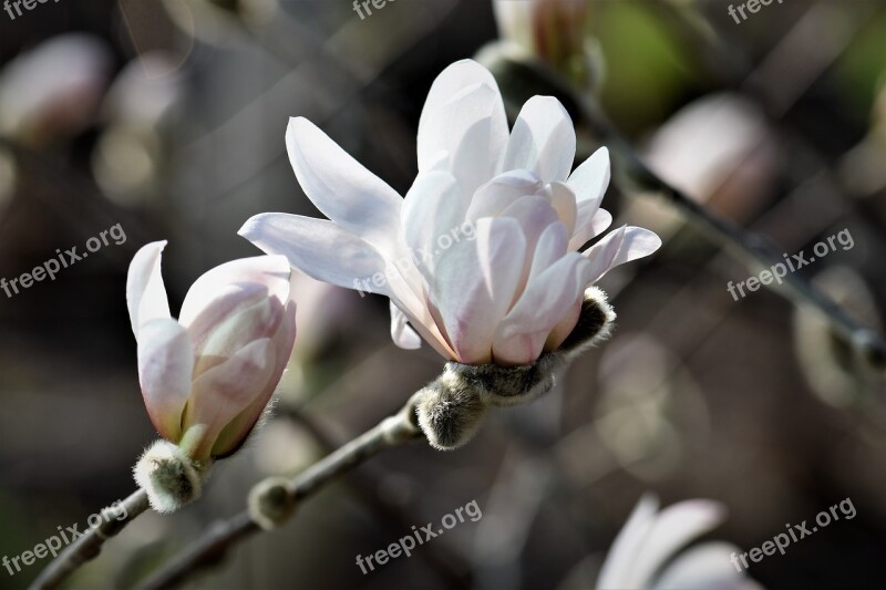 Magnolia Plant Flower Blossom Bloom