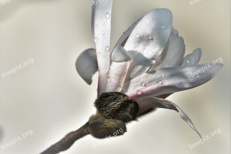 Magnolia Plant Flower Blossom Bloom