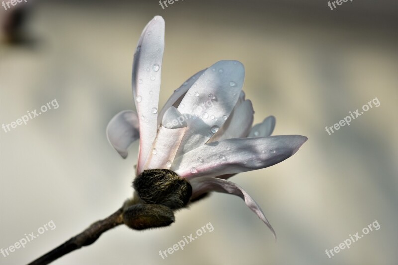 Magnolia Plant Flower Blossom Bloom