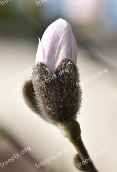 Magnolia Plant Flower Blossom Bloom