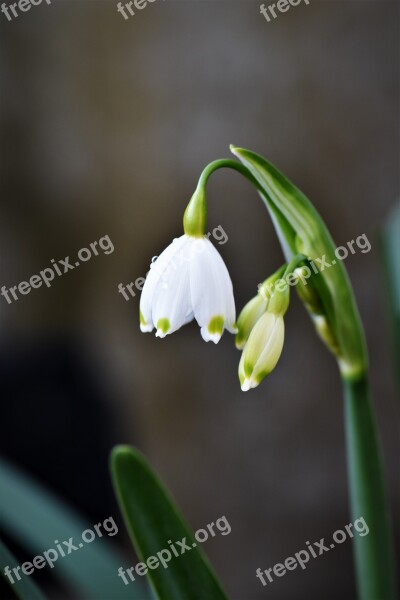 Lily Of The Valley Flower Plant Bloom Blossom