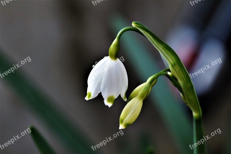 Lily Of The Valley Flower Plant Bloom Blossom