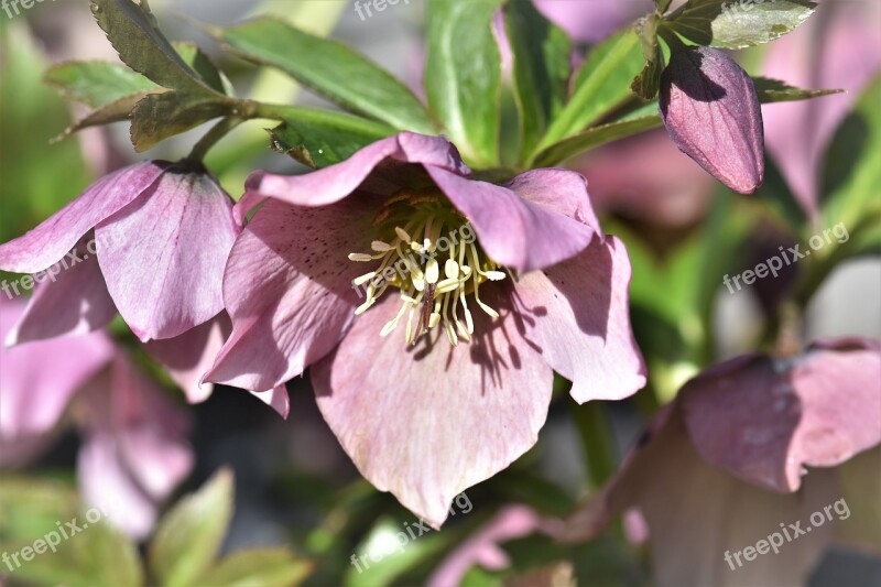 Christmas Rose Spring Plant Blossom Bloom