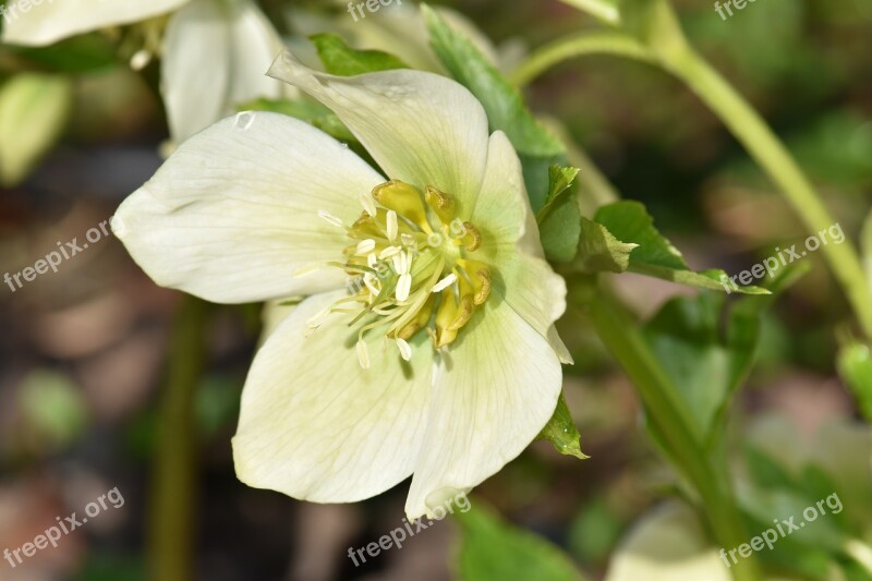 Christmas Rose Spring Plant Blossom Bloom