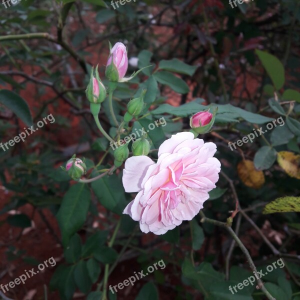 Rose Rosa Nature Color Pink Pink Flower