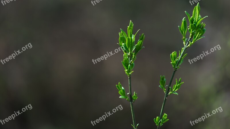 Background Nature Pattern Desktop Background Plant