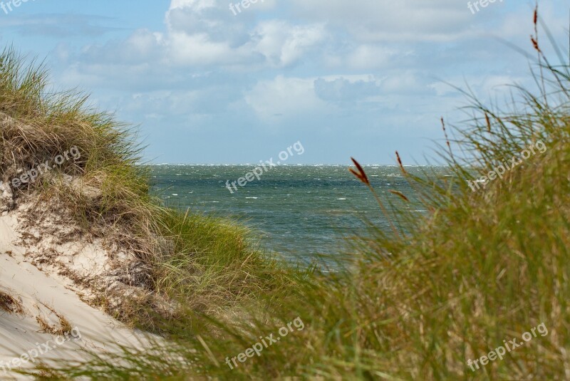 Dune Sea North Sea Dune Grass By The Sea