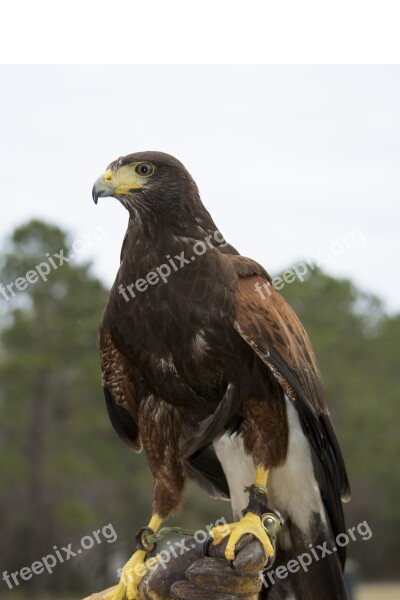 Hawk Falconry Bird Animal Eagle