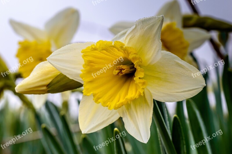 Osterglocken Blossom Bloom Yellow Spring