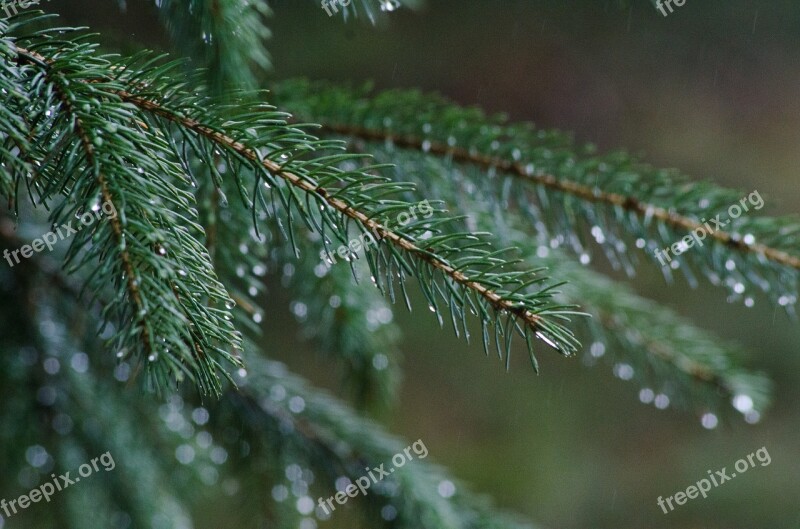 Pine Rain Forest Tree Evergreen