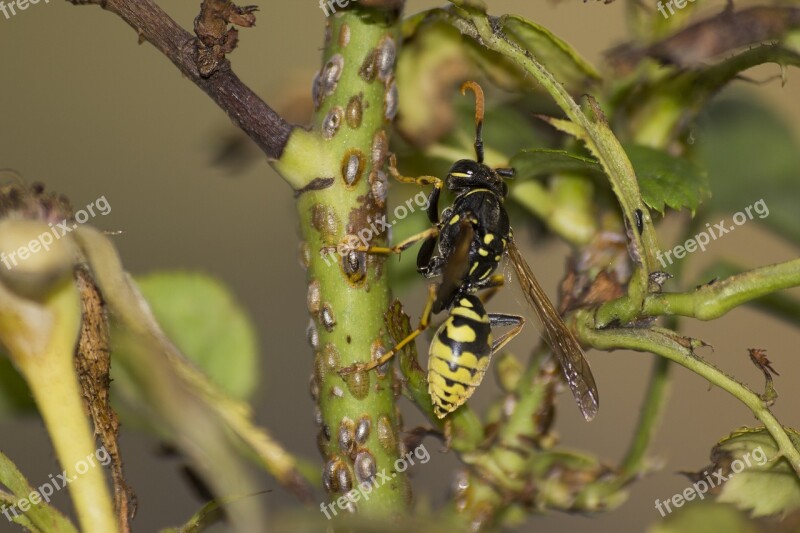 Wasp Insect Close Up Free Photos