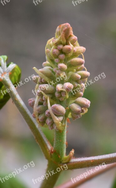 Flower Spike Japanese Chestnut Tree Shrub