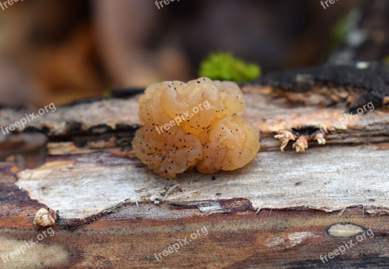 Jelly Fungus Fungi Plant Nature Fallen Log