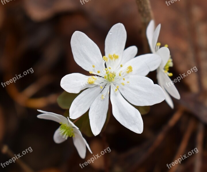 Rue Anemone Wildflower Flower Blossom Bloom