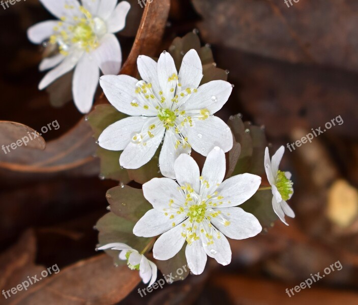 Rue Anemone Wildflower Flower Blossom Bloom