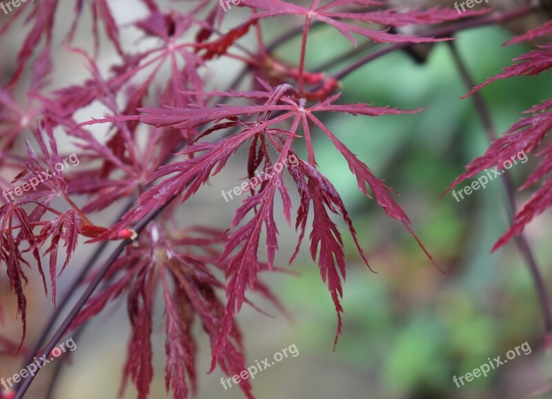 Japanese Maple Leaves Forming Tree Plant Red