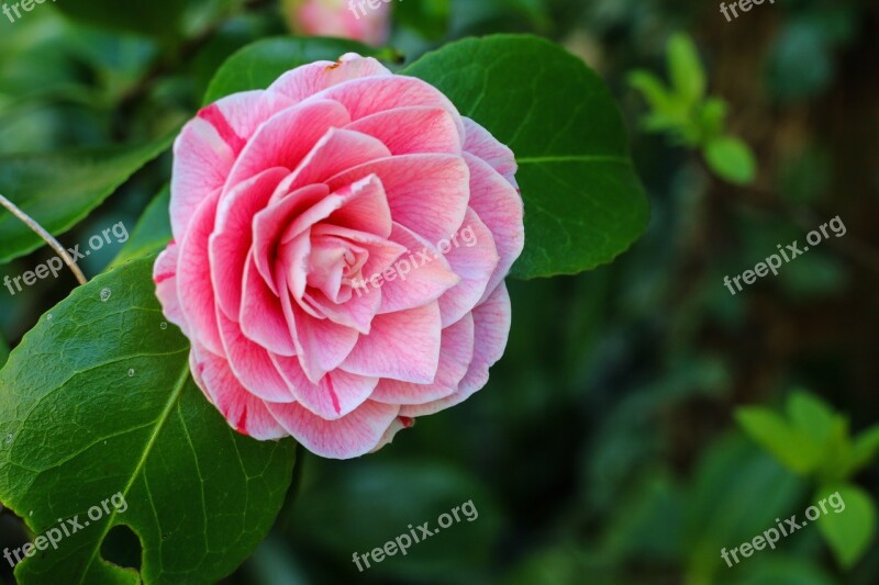 Camelia Flower Shrub Nature Spring