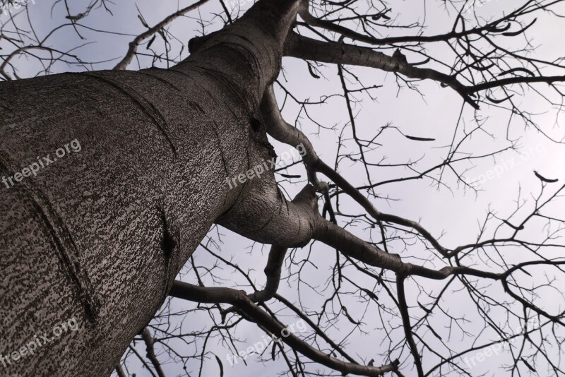 Trees Sky Wither Free Photos