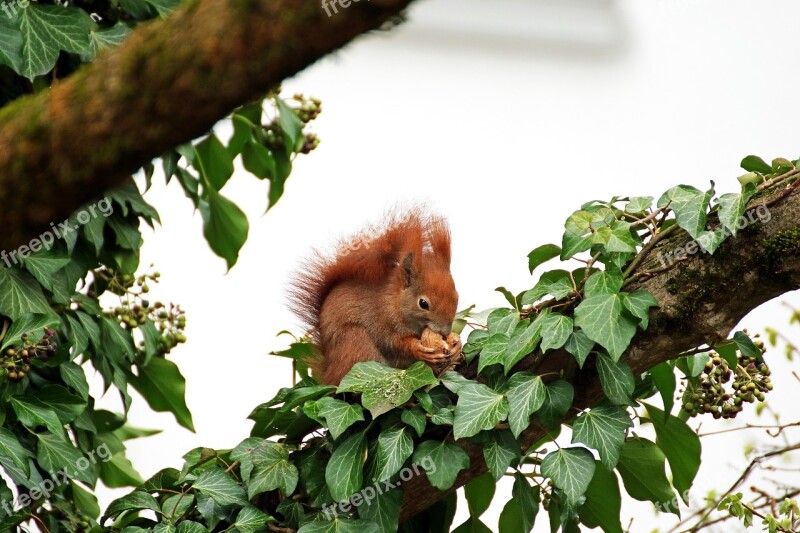 Squirrel Rodent Branch Ivy Nut