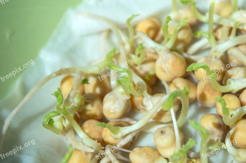 Chick-pea Sprouts Sprouting Chickpeas Legumes Food